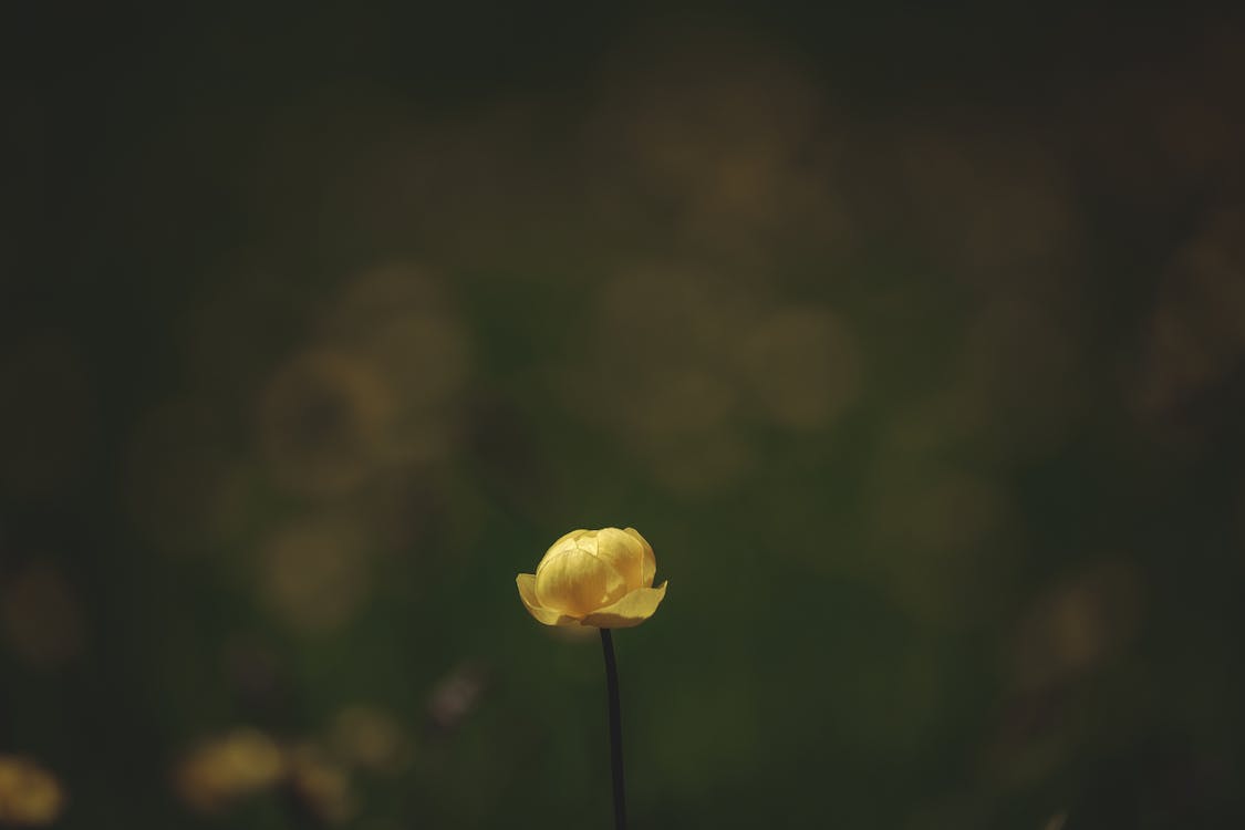 The Principle of Simplicity