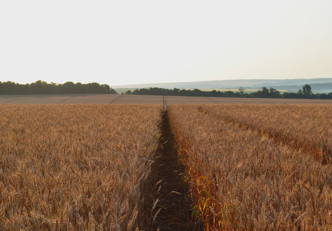 The Principle of Sowing