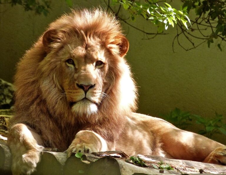 I Am Bold (Proverbs 28:1)