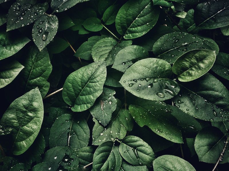 Green sprout - I Am Alive in Christ
