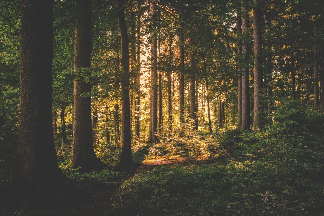 Beautiful forest trees sunlight