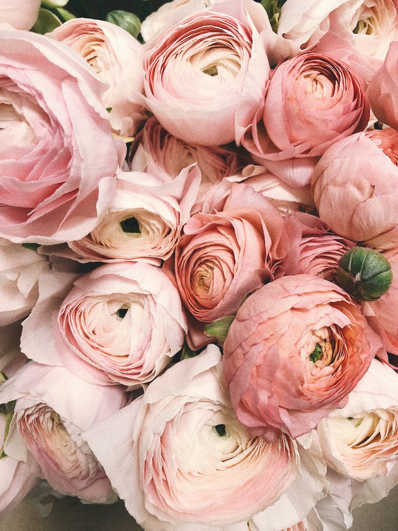 Pink rose - I Am Beloved