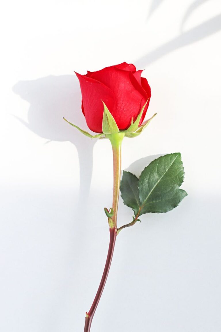 I Am Loved (1 John 3:1)