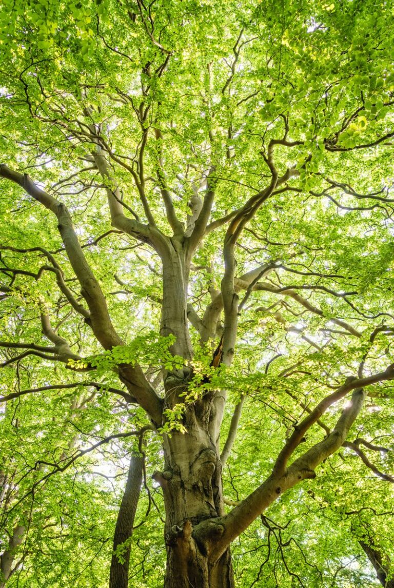I Am Rooted and Built Up (Colossians 2:7)