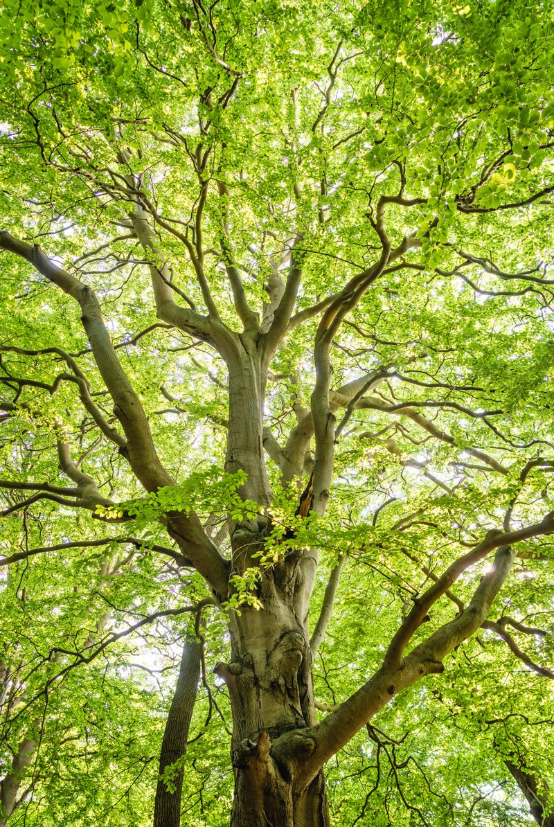 Tree roots - I Am Rooted and Built Up
