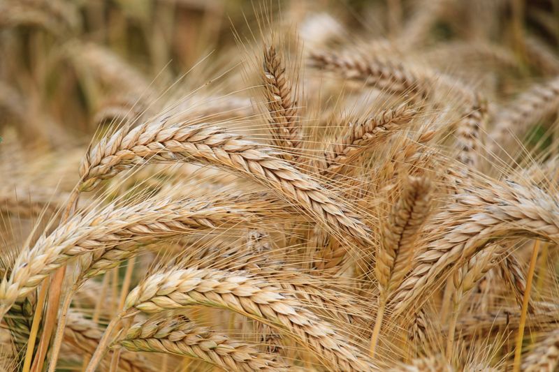 Golden wheat field - I Am Blessed