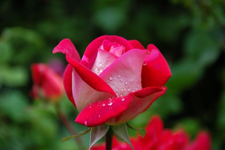 I Am Kind (Ephesians 4:32)